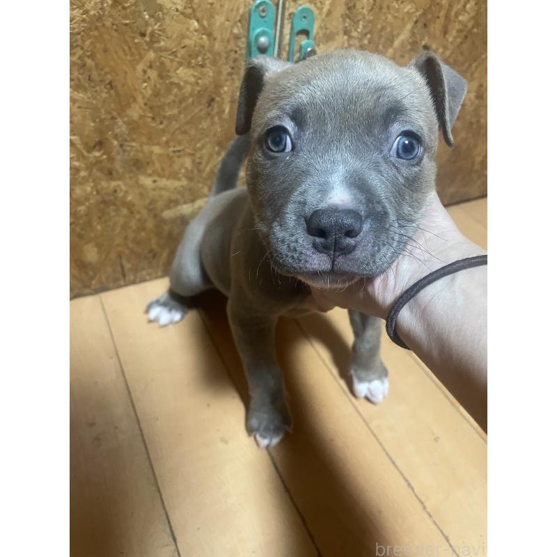販売中の佐賀県のアメリカンピットブルテリア-439817の4枚目