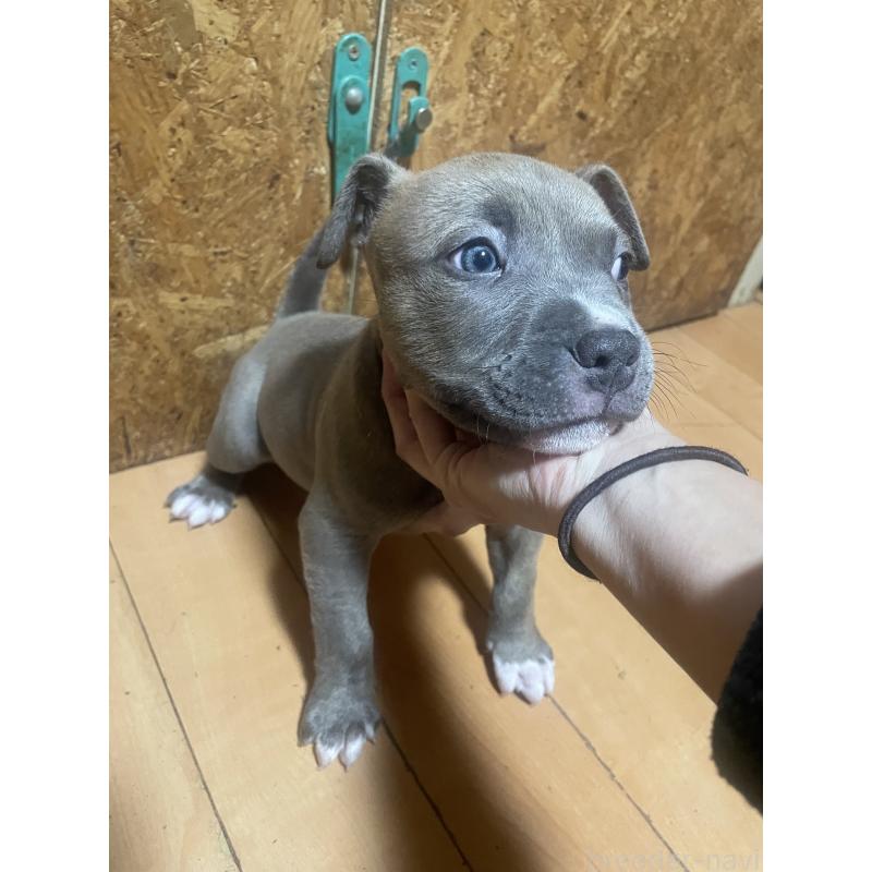 販売中の佐賀県のアメリカンピットブルテリア-439817の3枚目