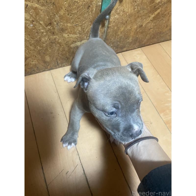 販売中の佐賀県のアメリカンピットブルテリア-439817の2枚目