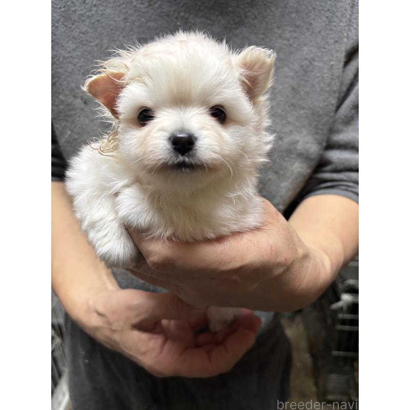 成約済の兵庫県のミックス犬-439818の1枚目