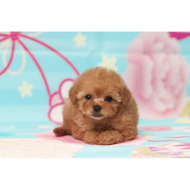 販売中の兵庫県のタイニープードル-439820の6枚目