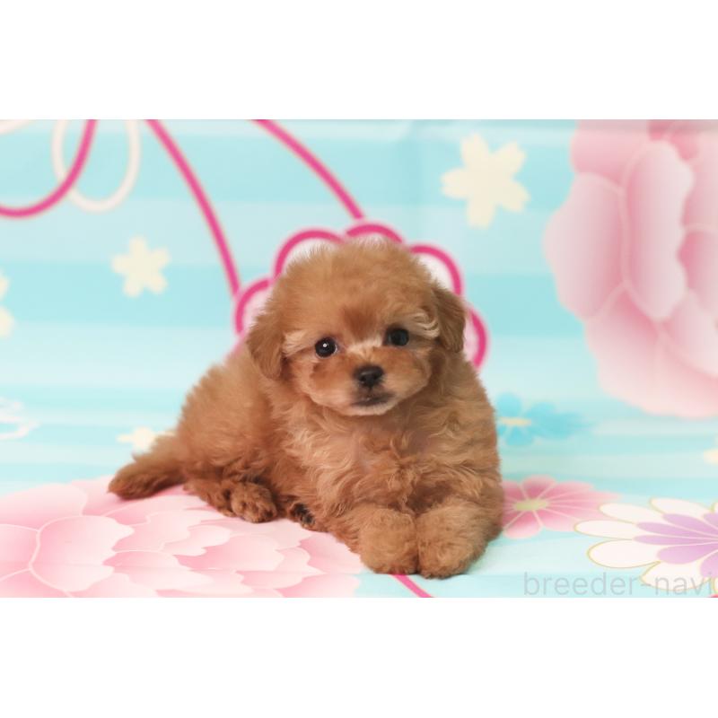 販売中の兵庫県のタイニープードル-439820の5枚目