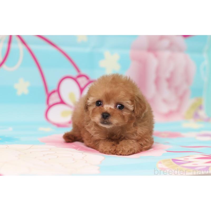 販売中の兵庫県のタイニープードル-439820の4枚目