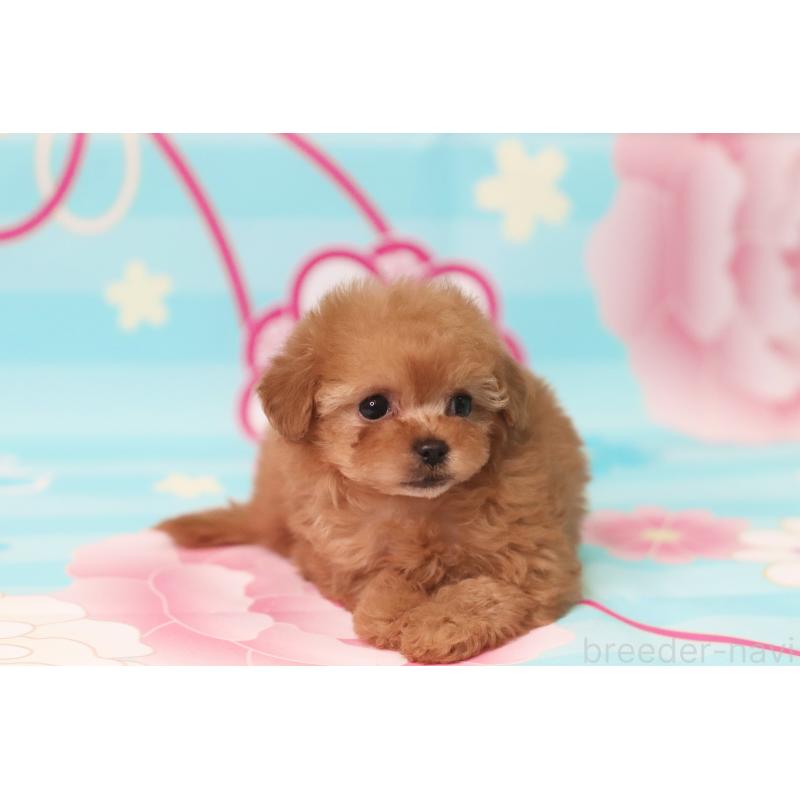 販売中の兵庫県のタイニープードル-439820の3枚目