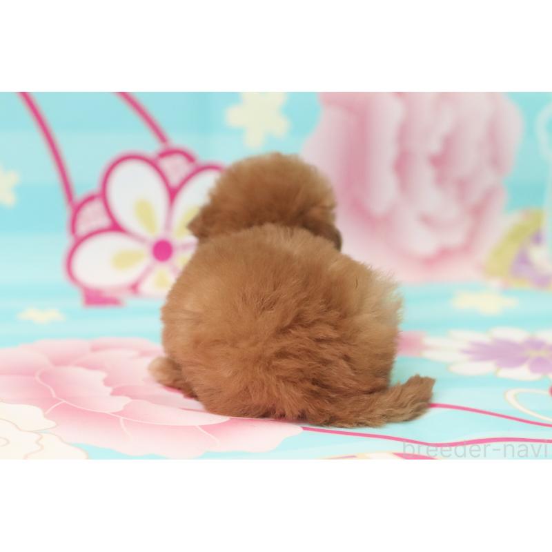 販売中の兵庫県のタイニープードル-439820の2枚目