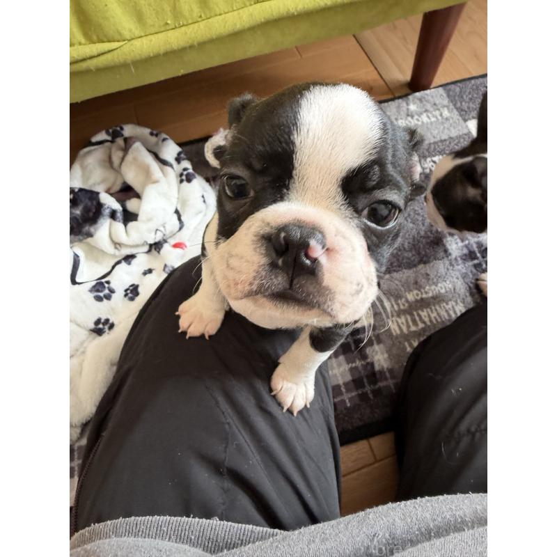 販売中の高知県のボストンテリア-439821の3枚目