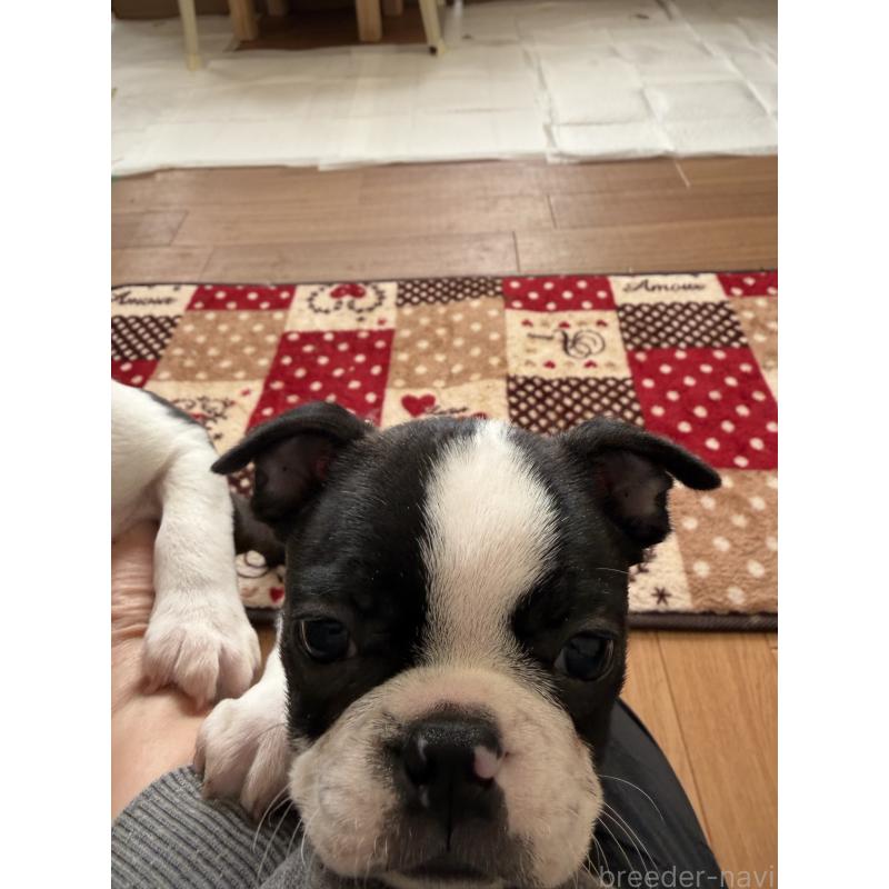 販売中の高知県のボストンテリア-439821の2枚目