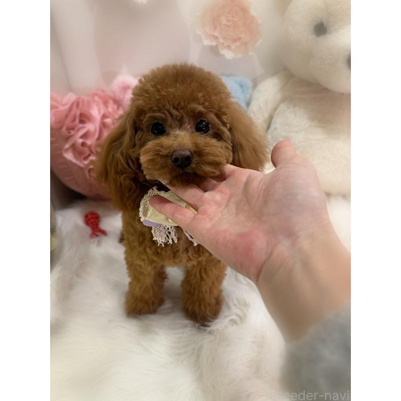 販売中の香川県のタイニープードル-391947の4枚目