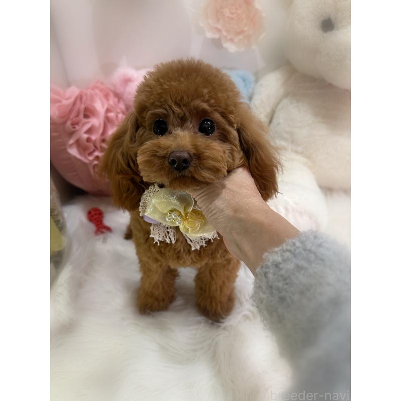 販売中の香川県のタイニープードル-391947の3枚目