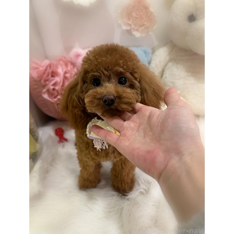 販売中の香川県のタイニープードル-391947の2枚目