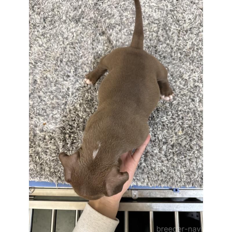 販売中の茨城県のエキゾチックブリー-438114の5枚目