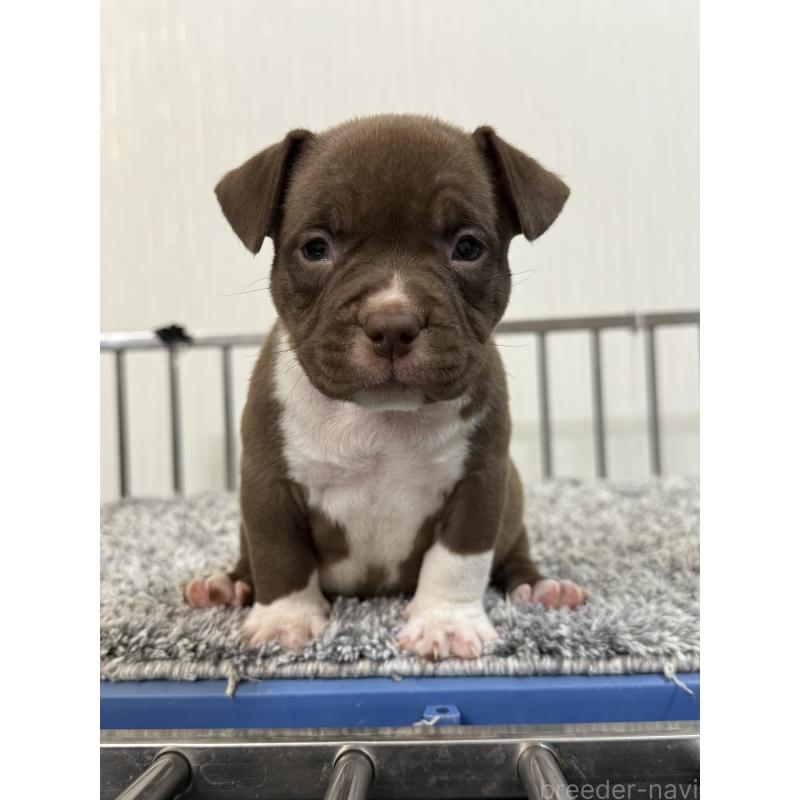 販売中の茨城県のエキゾチックブリー-438114の4枚目