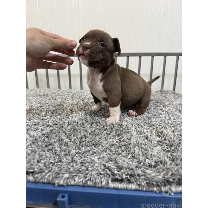 販売中の茨城県のエキゾチックブリー-438114の3枚目