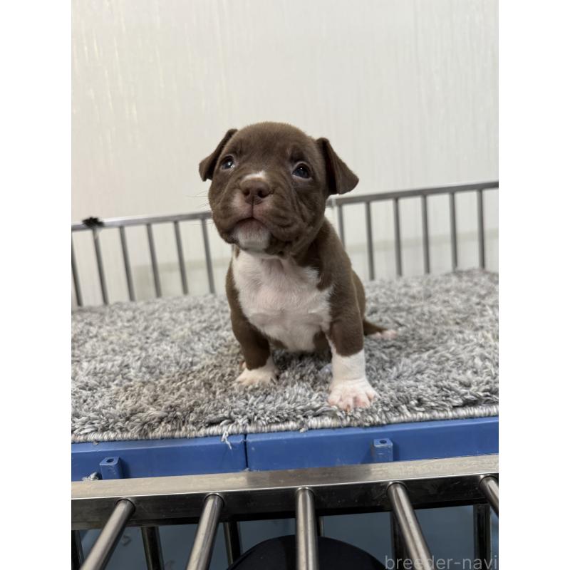 販売中の茨城県のエキゾチックブリー-438114の2枚目