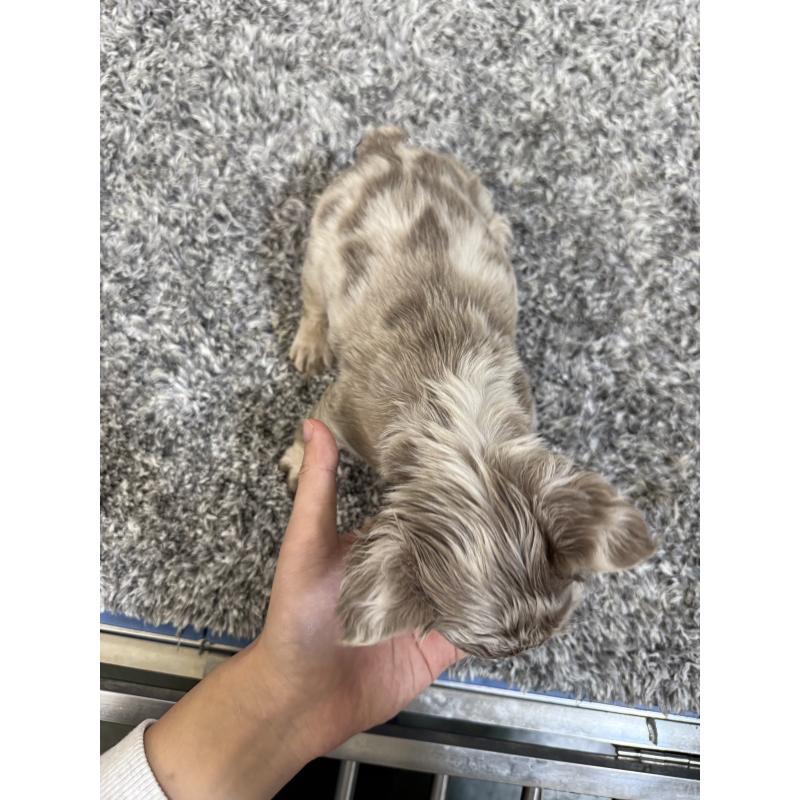 販売中の茨城県のフレンチブルドッグ-438085の5枚目