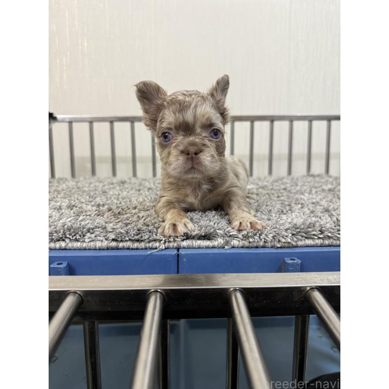 販売中の茨城県のフレンチブルドッグ-438085の4枚目