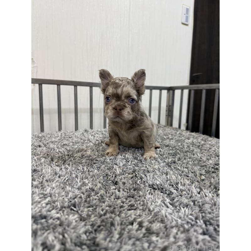 販売中の茨城県のフレンチブルドッグ-438085の2枚目