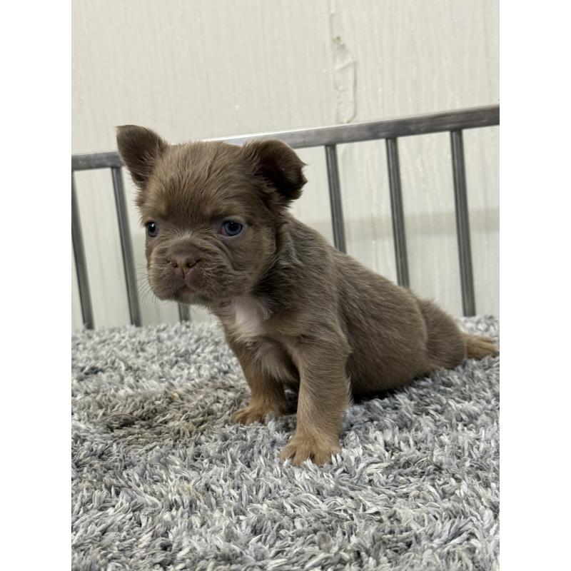 販売中の茨城県のフレンチブルドッグ-438087の5枚目