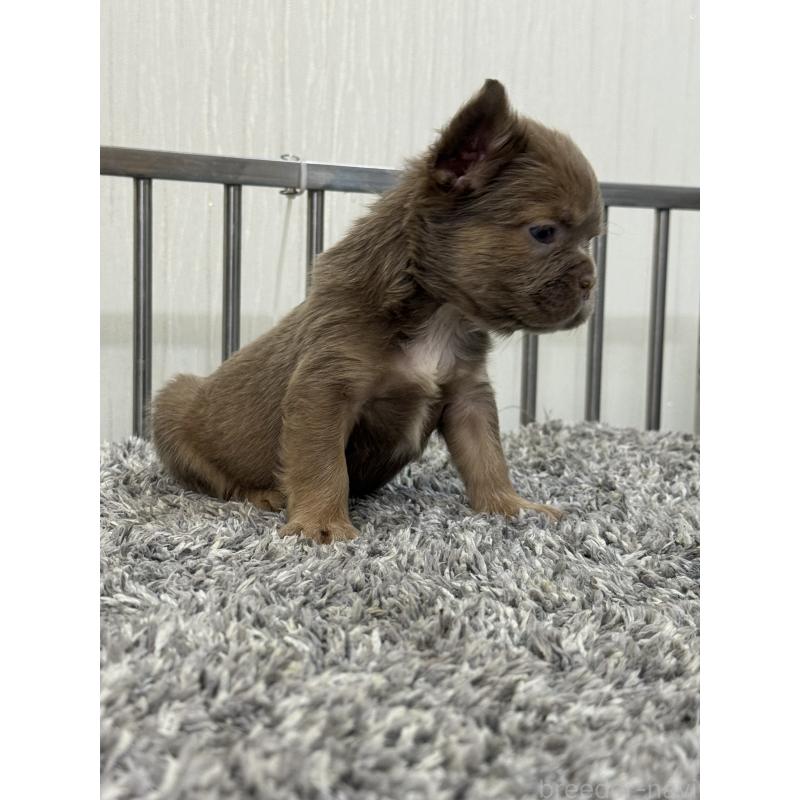 販売中の茨城県のフレンチブルドッグ-438087の4枚目