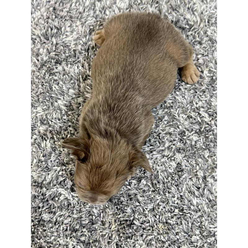 販売中の茨城県のフレンチブルドッグ-438087の3枚目