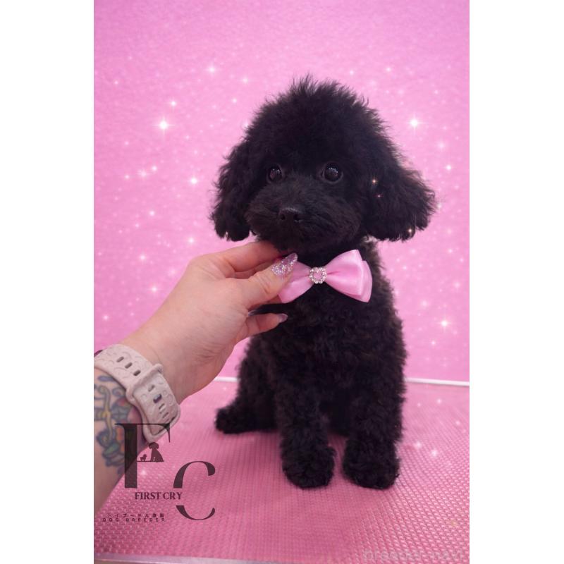 販売中の栃木県のタイニープードル-431828