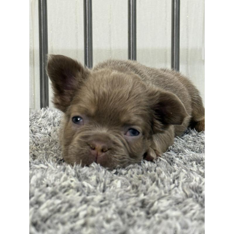 販売中の茨城県のフレンチブルドッグ-438087の2枚目