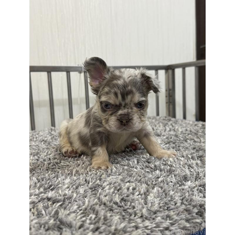 販売中の茨城県のフレンチブルドッグ-438086の4枚目