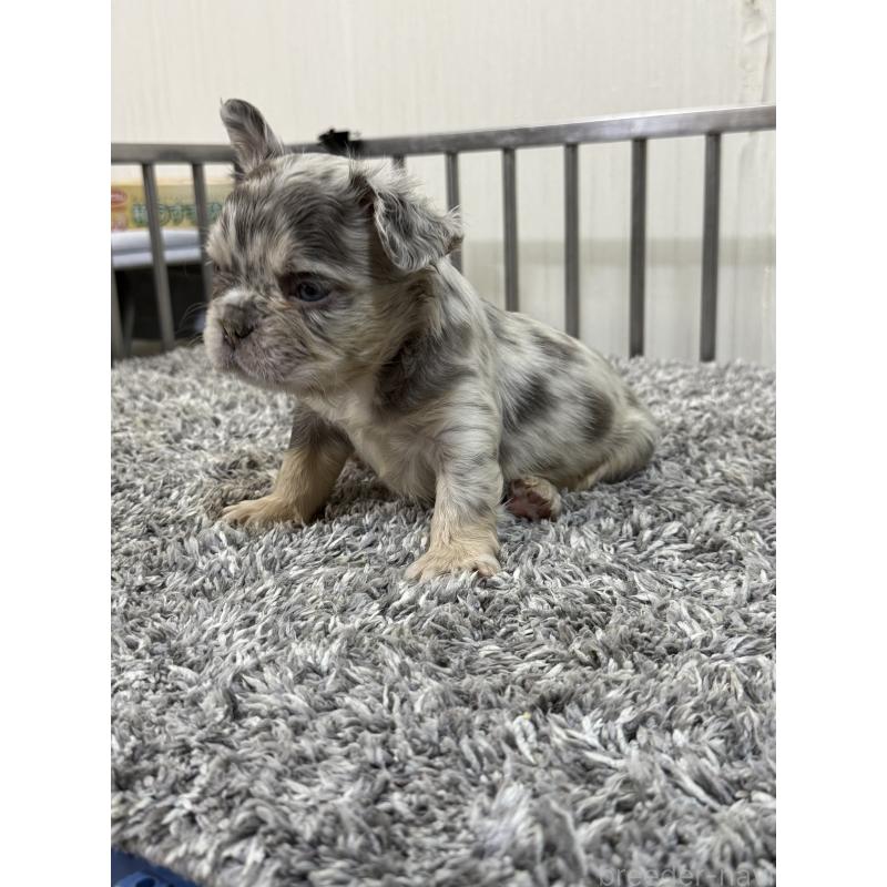 販売中の茨城県のフレンチブルドッグ-438086の3枚目