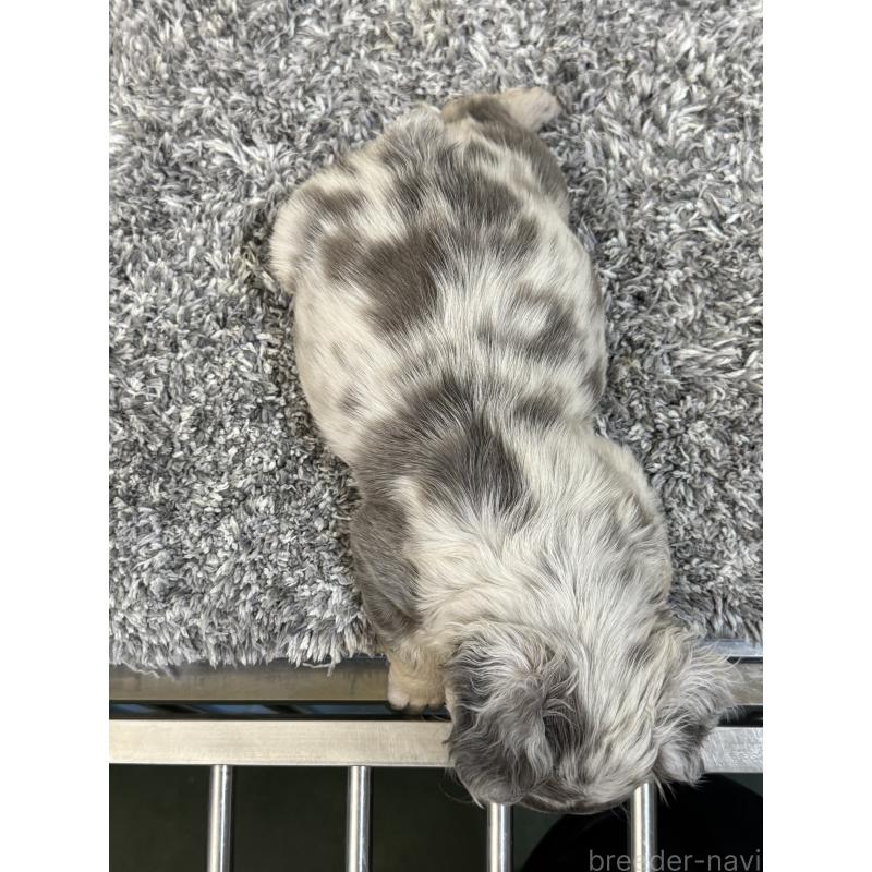 販売中の茨城県のフレンチブルドッグ-438086の2枚目