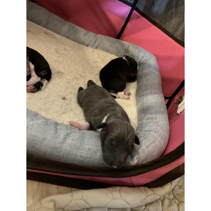 販売中の滋賀県のイタリアングレーハウンド(イタグレ)-439419の23枚目