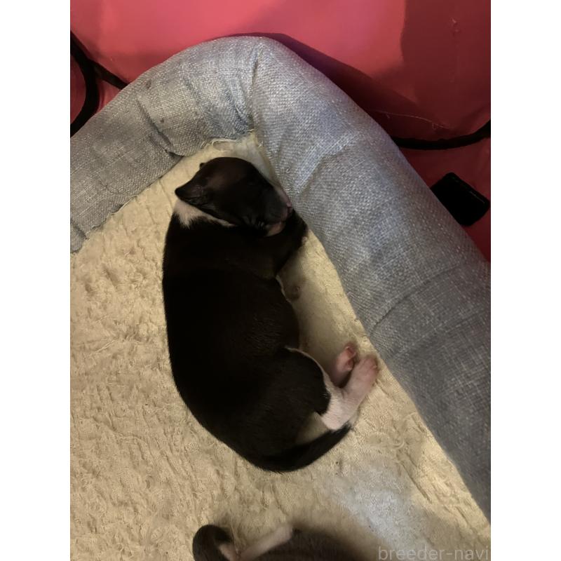 販売中の滋賀県のイタリアングレーハウンド(イタグレ)-439419の21枚目