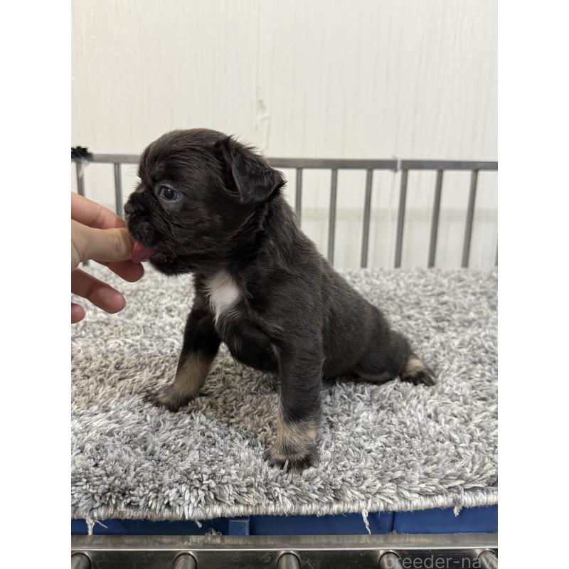 販売中の茨城県のフレンチブルドッグ-438090の5枚目