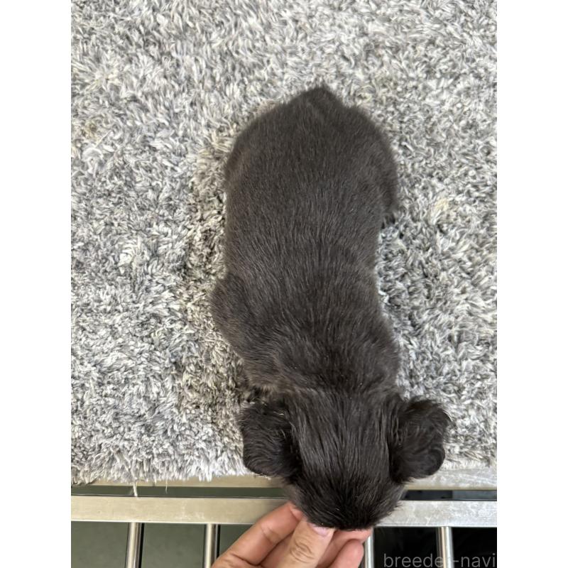 販売中の茨城県のフレンチブルドッグ-438090の4枚目