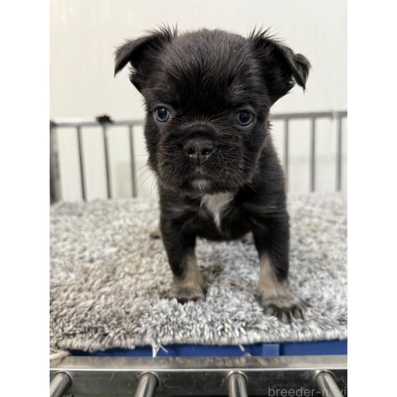 販売中の茨城県のフレンチブルドッグ-438090の3枚目