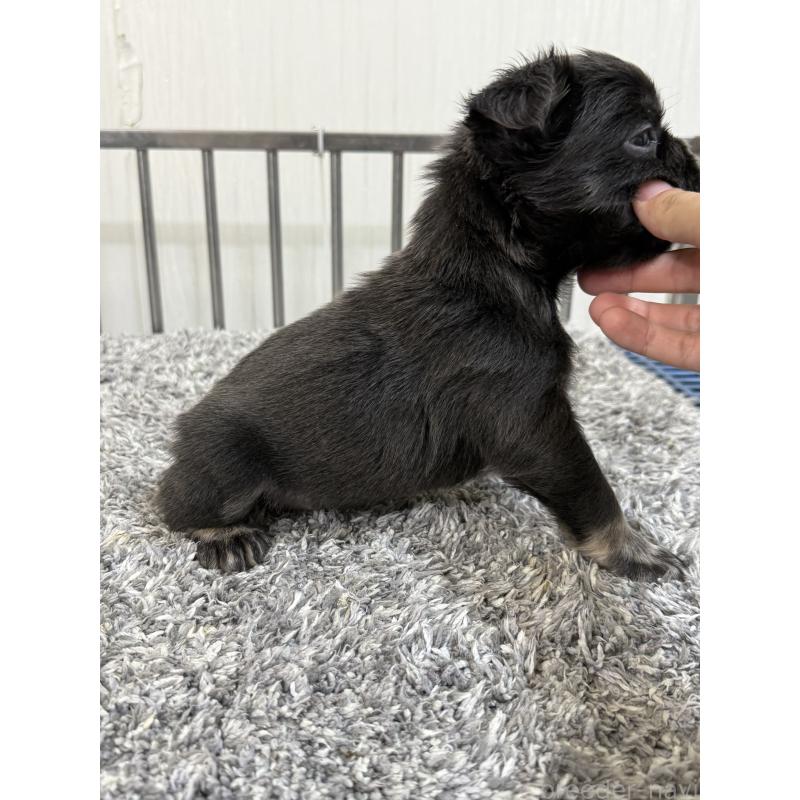 販売中の茨城県のフレンチブルドッグ-438090の2枚目