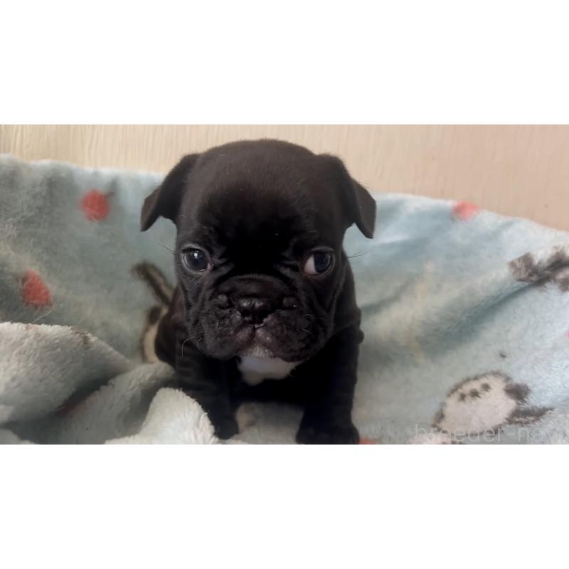 販売中の岡山県のフレンチブルドッグ-431018の10枚目