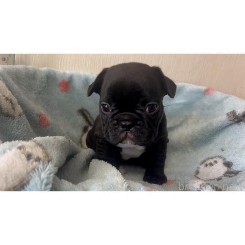 販売中の岡山県のフレンチブルドッグ-431018の9枚目