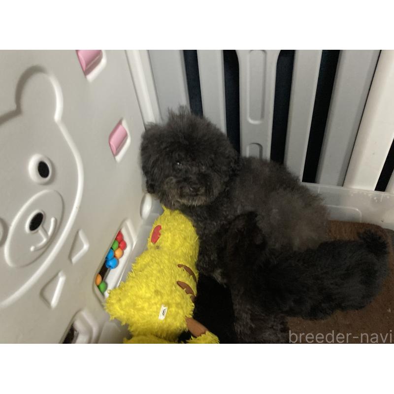 販売中の埼玉県のトイプードル-431638の2枚目