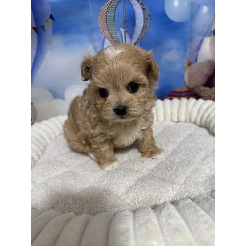 販売中の埼玉県のマルプー:マルチーズ×トイプードル-439575の4枚目