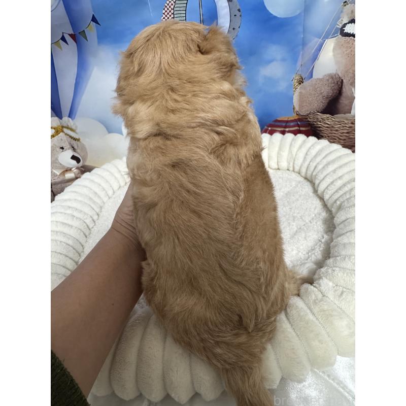 販売中の埼玉県のマルプー:マルチーズ×トイプードル-439575の3枚目