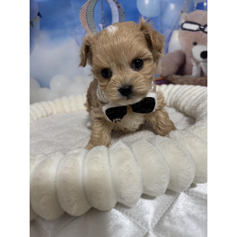 販売中の埼玉県のマルプー:マルチーズ×トイプードル-439575の1枚目