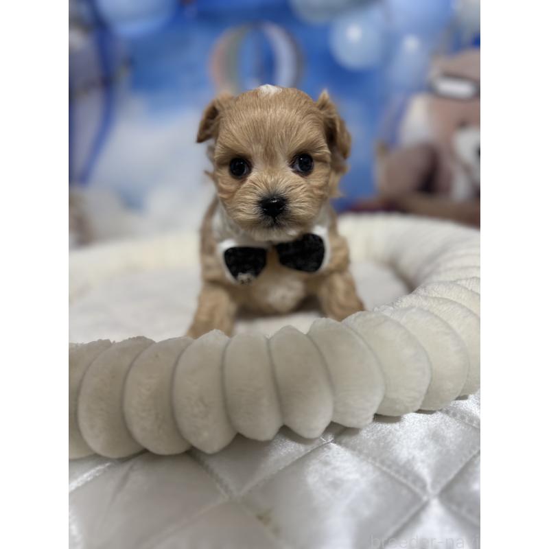 販売中の埼玉県のマルプー:マルチーズ×トイプードル-439575の2枚目