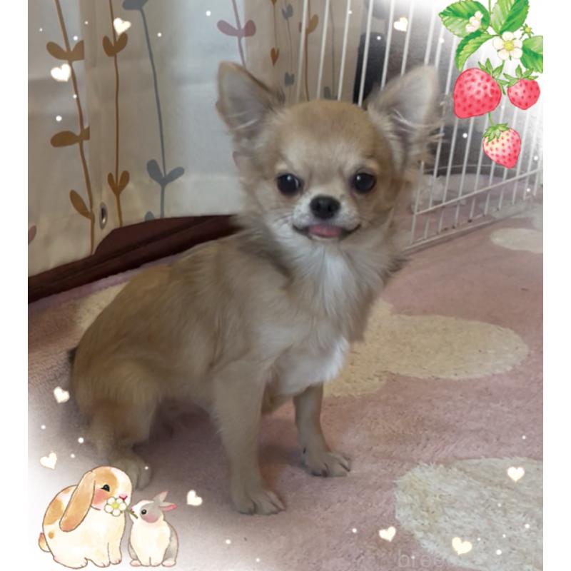 販売中の東京都のチワワ(ロングコート)-406728