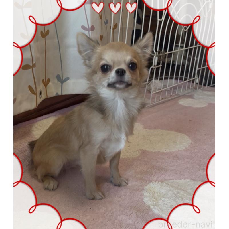 販売中の東京都のチワワ(ロングコート)-406728の4枚目