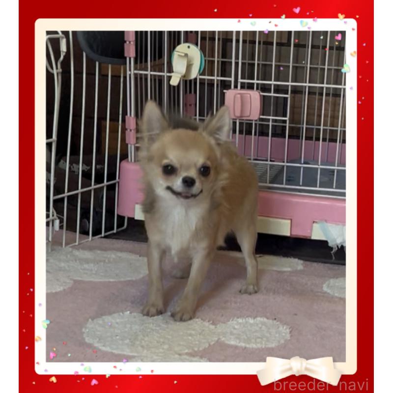 販売中の東京都のチワワ(ロングコート)-406728の3枚目