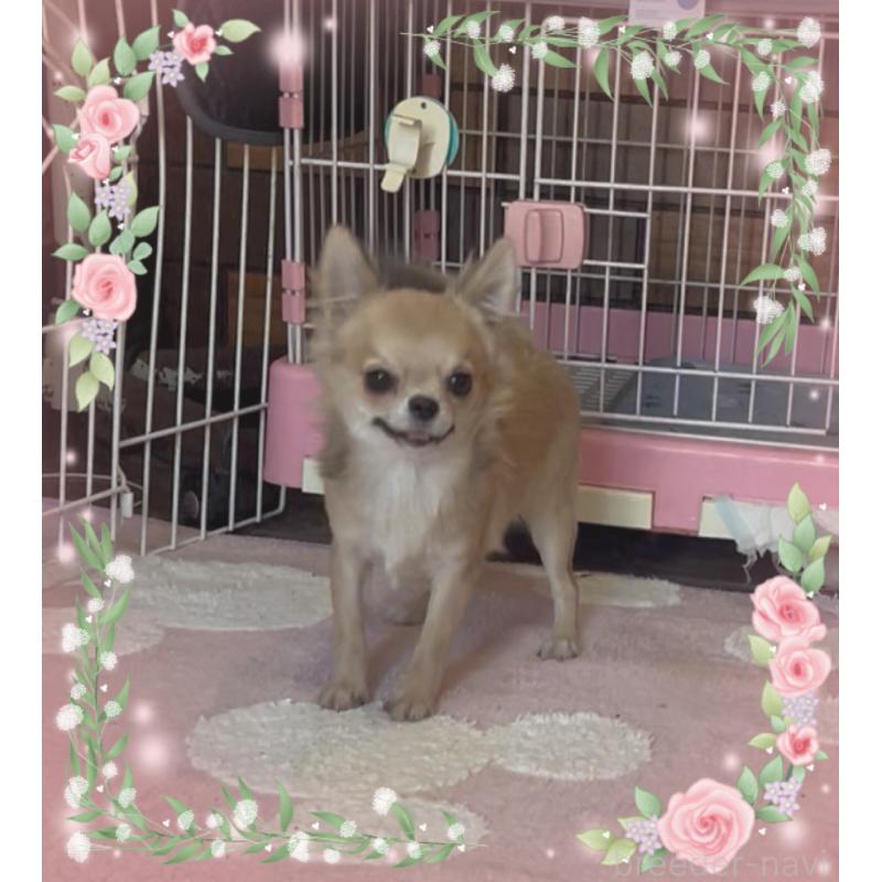 販売中の東京都のチワワ(ロングコート)-406728の2枚目