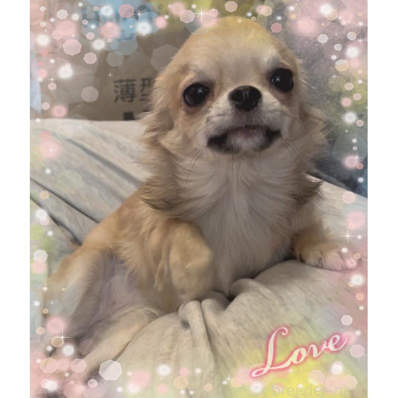 販売中の東京都のチワワ(ロングコート)-431310の1枚目