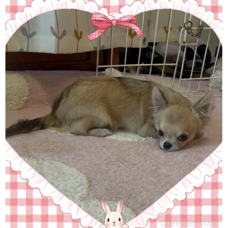 販売中の東京都のチワワ(ロングコート)-431310の7枚目