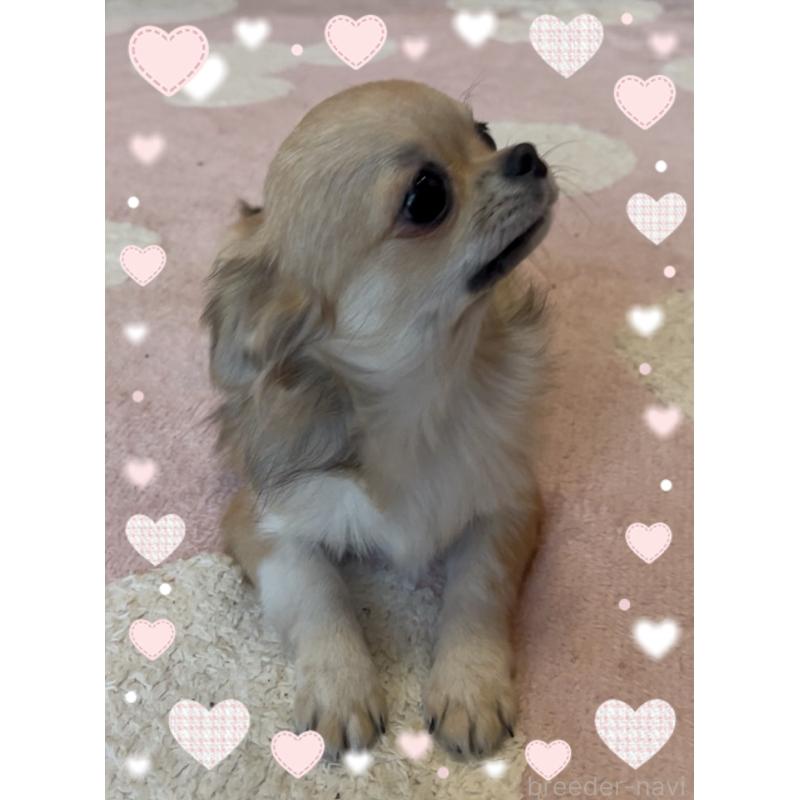 販売中の東京都のチワワ(ロングコート)-431310の5枚目