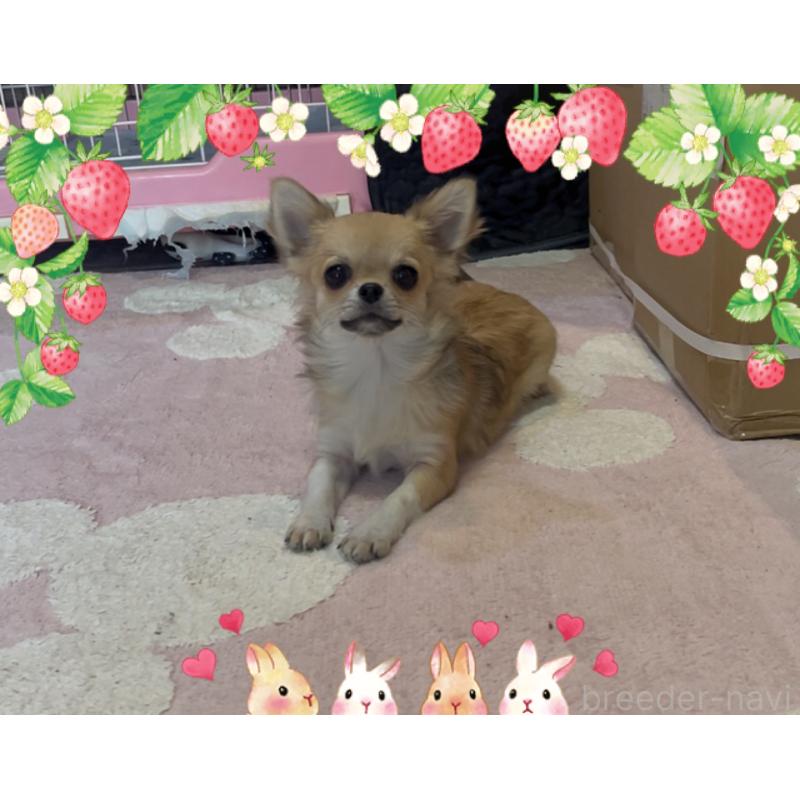 販売中の東京都のチワワ(ロングコート)-431310の4枚目